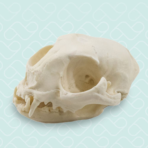 Modello anatomico di cranio - 12798 - Nacional Ossos - di felino