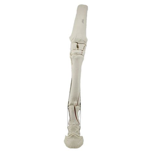 Modello anatomico osseo - 15260 - Nacional Ossos - di osso spugnoso / arti superiori / da veterinario