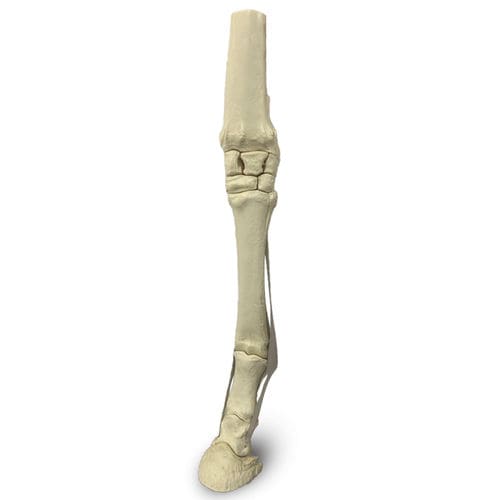 Modello anatomico arti inferiori - 15754 - Nacional Ossos - veterinario / didattico / per equini