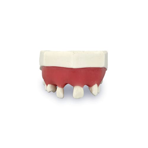 Modello anatomico di denti - 4802G - Nacional Ossos - gengivale / di mascella / per implantologia