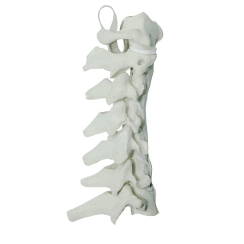 Modello anatomico colonna vertebrale cervicale - 5010 - Nacional Ossos - per chirurgia del rachide / didattico / in poliuretano