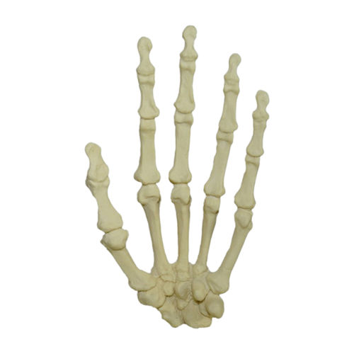 Modello anatomico osseo - 1001  - Nacional Ossos - di mano / per chirurgia / didattico