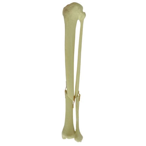 Modello anatomico osseo - 9701 - Nacional Ossos - di tibia / di perone / per chirurgia ortopedica