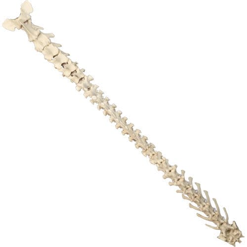 Modello anatomico di colonna vertebrale - AV419 - Nacional Ossos - per chirurgia / didattico / canino