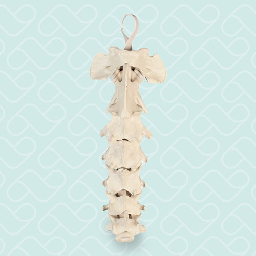 Modello anatomico colonna vertebrale cervicale - AV410 - Nacional Ossos - per chirurgia ortopedica / da veterinario / ad uso didattico