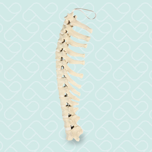Modello anatomico di vertebre toraciche - AV414 - Nacional Ossos - per chirurgia ortopedica / didattico / canino