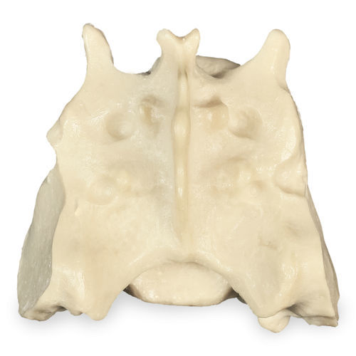 Modello anatomico di bacino - AV403 - Nacional Ossos - didattico / canino