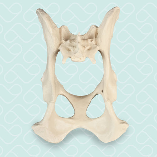 Modello anatomico di bacino - AV400 - Nacional Ossos - didattico / canino