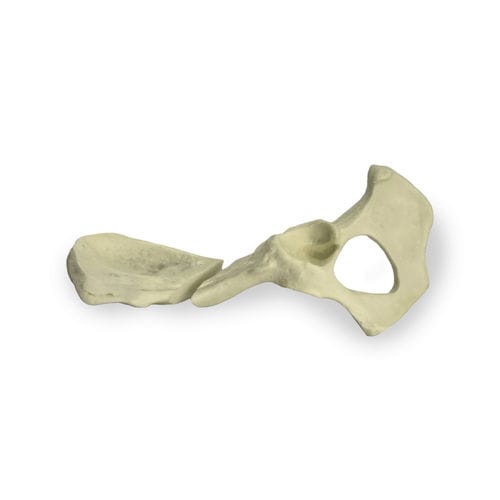 Modello anatomico di bacino - AV402EF1 - Nacional Ossos - per chirurgia / didattico / canino