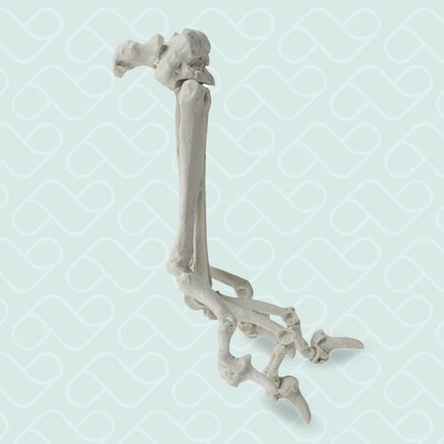 Modello anatomico per metacarpo - AV330 - Nacional Ossos - per chirurgia / didattico / canino