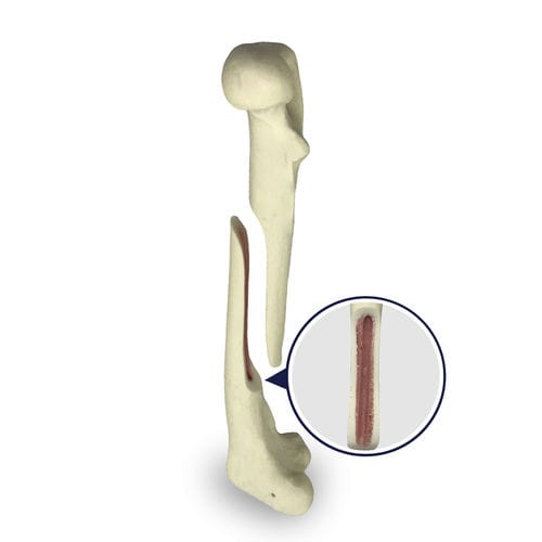 Modello anatomico di femore - AV250ESPF1 - Nacional Ossos - per chirurgia / didattico / canino