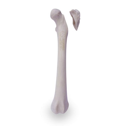 Modello anatomico di femore - AV250ESPF2 - Nacional Ossos - per chirurgia / didattico / canino