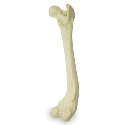 Modello anatomico di femore - AV204 D - Nacional Ossos - per chirurgia / didattico / canino