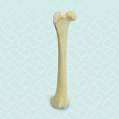 Modello anatomico di femore - AV202 D - Nacional Ossos - didattico / canino