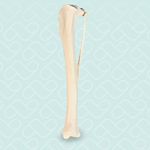 Modello anatomico osseo - AV210ESP - Nacional Ossos - di tibia / ad uso didattico / canino