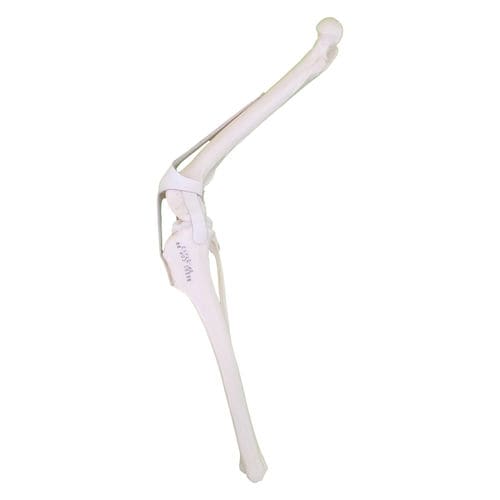 Modello anatomico per ginocchio - AV252 D - Nacional Ossos - per chirurgia / ad uso didattico / canino