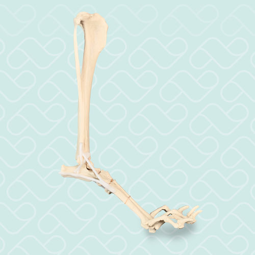 Modello anatomico osseo - AV215ESP - Nacional Ossos - di tibia / di tarso / di articolazione metatarso-falangea