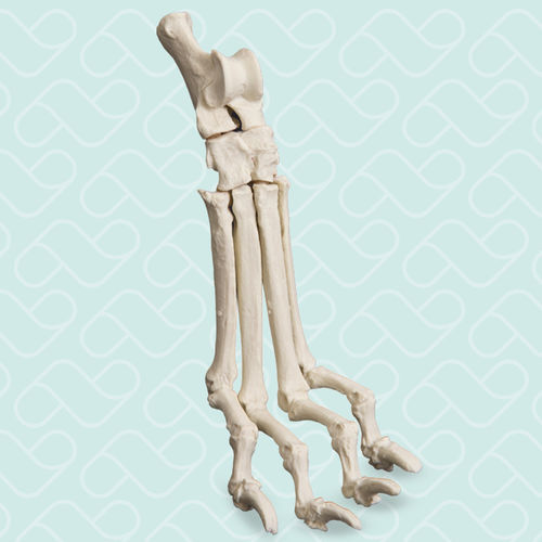 Modello anatomico di tarso - AV270 - Nacional Ossos - per chirurgia / didattico / canino