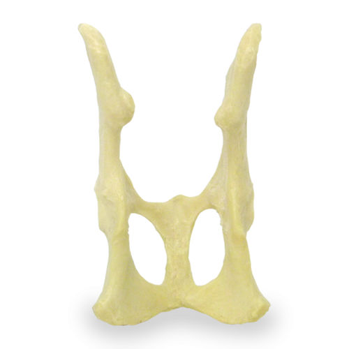 Modello anatomico di bacino - AV160 - Nacional Ossos - per chirurgia / didattico / di felino