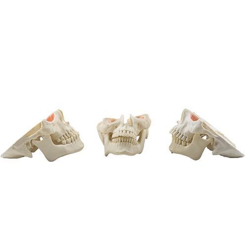 Manichino didattico per chirurgia - 12809 - Nacional Ossos - per chirurgia orale / per chirurgia odontoiatrica / odontoiatrico