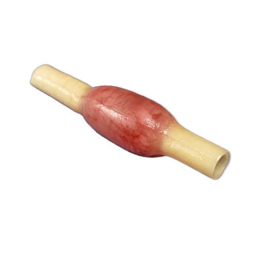 Modello anatomico di trombe di Falloppio - 050 series - LifeLike BioTissue Inc. - per chirurgia / didattico / per salpingectomia