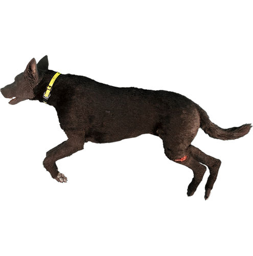 Simulatore canino - TraumaFX Solutions, Inc. - per iniezioni intraossee / per bendaggio / ad uso didattico