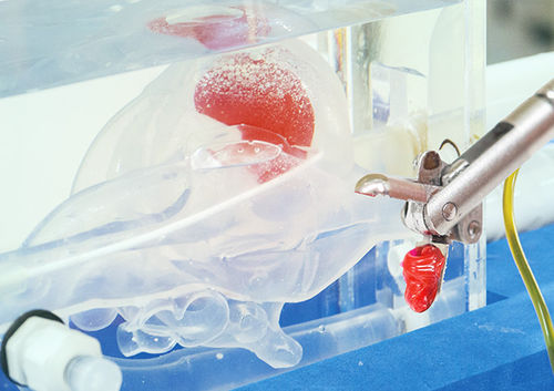 Modello anatomico di cuore - JMC Corporation - didattico / per biopsia / trasparente
