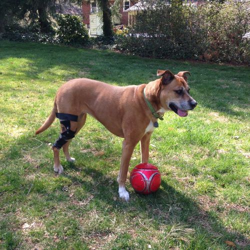 Ortesi veterinaria per cani - Hero Braces - per ginocchio / articolata