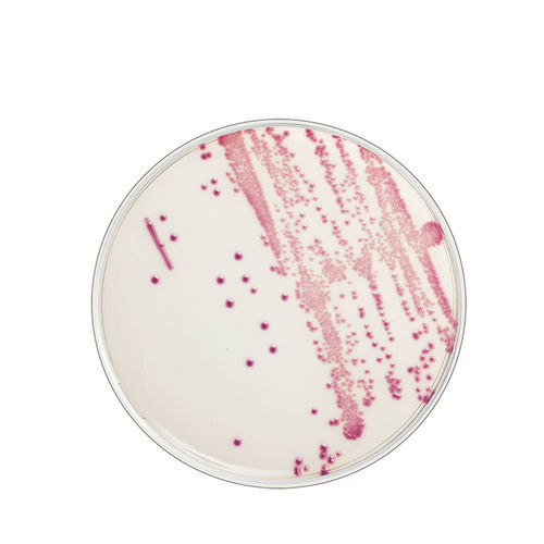 Reagente gel di agar - FLEXICULT® ID - SSI Diagnostica - di patologia / dell'Escherichia coli / cromogenico
