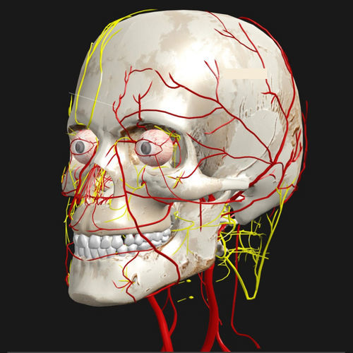 Software didattico - VIVED - di visualizzazione 3D / di modelizzazione / medico