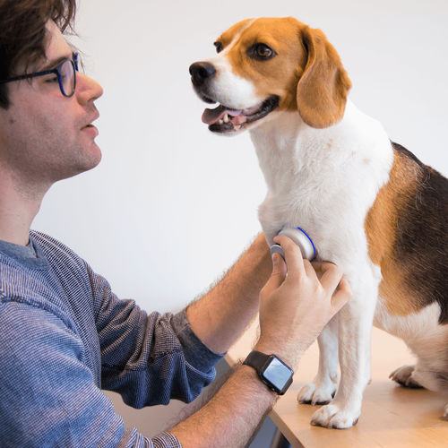Stetoscopio veterinario - Stethee Vet - M3DICINE - elettronico / con connessione wireless