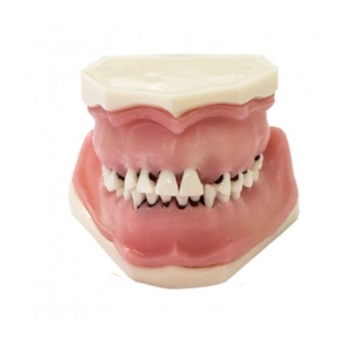 Modello anatomico di denti - DOTFOX - odontoiatrico / per chirurgia / per sutura