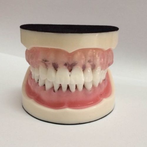 Modello anatomico di bocca - DOTFOX - per igiene dentale