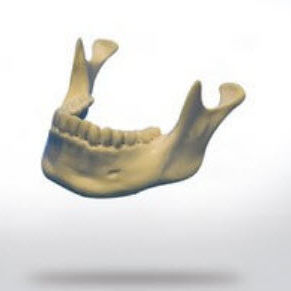 Modello anatomico osseo - 8900 - SYNBONE AG - di mandibola / per implantologia / ad uso didattico