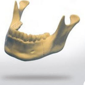 Modello anatomico di mandibola - 8903 - SYNBONE AG - osseo / di mascella / per chirurgia