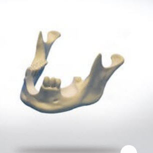 Modello anatomico osseo - 8901 - SYNBONE AG - di mandibola / per chirurgia / per implantologia