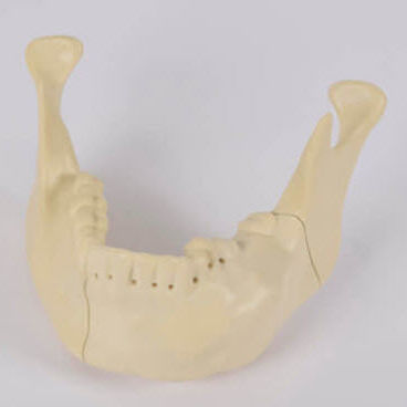 Modello anatomico di mandibola - 8990.01 - SYNBONE AG - osseo / di mascella / per chirurgia