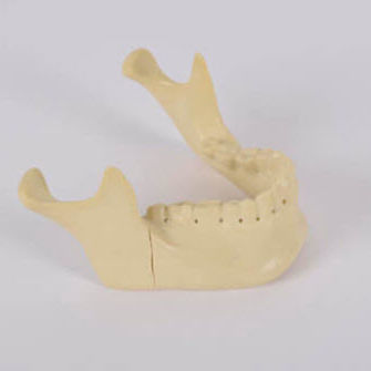 Modello anatomico osseo - 8959 - SYNBONE AG - di mandibola / per chirurgia / per implantologia