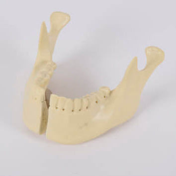 Modello anatomico di mandibola - 8955 - SYNBONE AG - di mascella / per chirurgia ortopedica / per implantologia