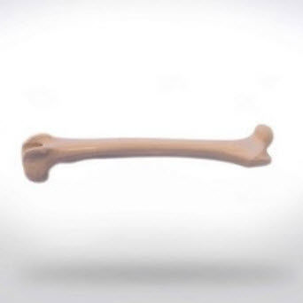 Modello anatomico di femore - 0822.00 - SYNBONE AG - per chirurgia / veterinario / ad uso didattico