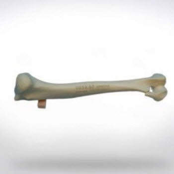 Modello anatomico di omero - 0852.07 - SYNBONE AG - per chirurgia / veterinario / ad uso didattico