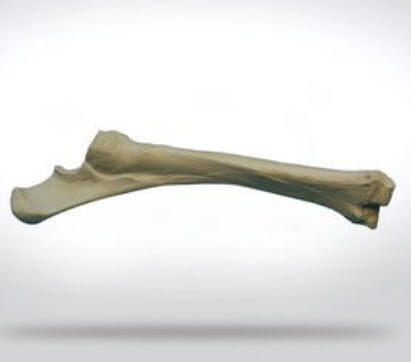 Modello anatomico di radio - 0110 - SYNBONE AG - per chirurgia / veterinario / ad uso didattico