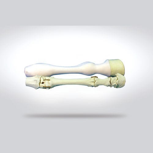 Modello anatomico osseo - 0130.1 - SYNBONE AG - di radio / arti inferiori / per chirurgia