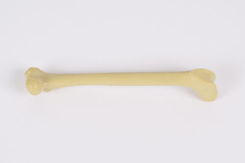 Modello anatomico di femore - 0922.00 - SYNBONE AG - per chirurgia / veterinario / ad uso didattico