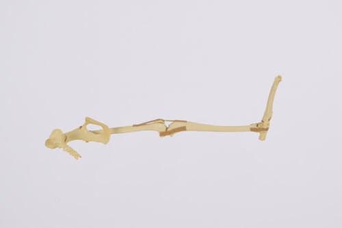Modello anatomico arti inferiori - 0906 - SYNBONE AG - osseo / di bacino / di rotula