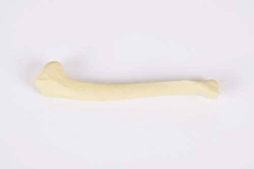Modello anatomico di omero - 0952.00 - SYNBONE AG - per chirurgia / veterinario / ad uso didattico