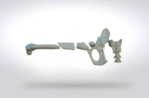 Modello anatomico di bacino - 0908 - SYNBONE AG - di testa / di femore / di osso sacro
