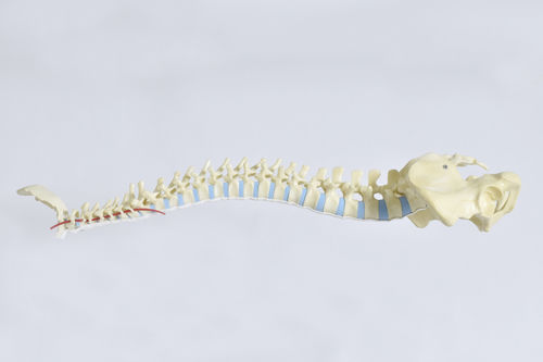 Modello anatomico osseo - LSS9305 - SYNBONE AG - di osso spugnoso / di bacino / di rachide