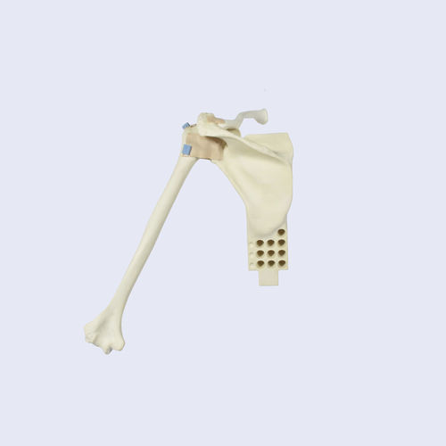 Modello anatomico di articolazione - LSH5760 - SYNBONE AG - di omero / di spalla / di scapola