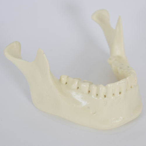 Modello anatomico osseo - 8950 - SYNBONE AG - di mandibola / per implantologia / ad uso didattico